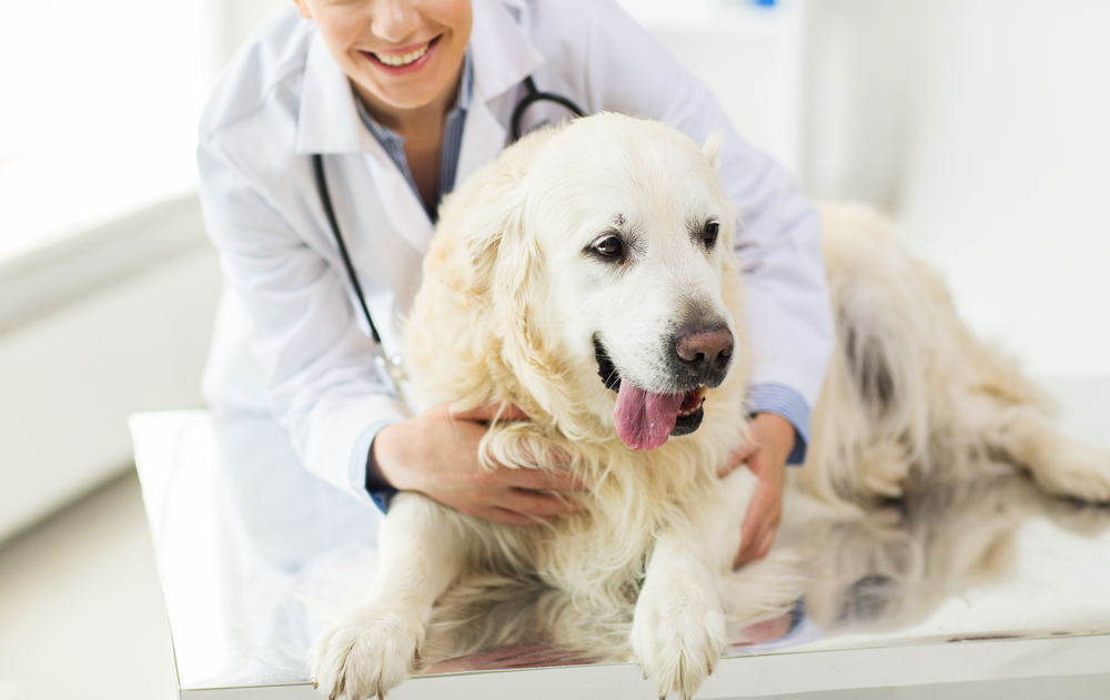 Pet Medical Services | Veterinarian in Westminster, CA