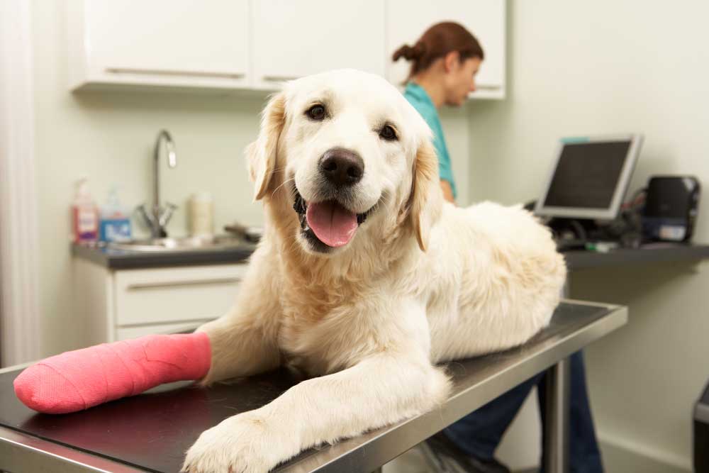Pet Surgery | Veterinarian in Westminster, CA | Amigo Animal Hospital