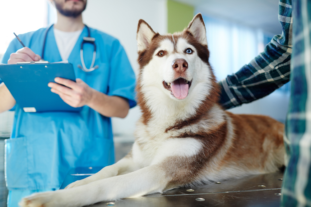 Veterinary Services | Veterinarian in Westminster, CA