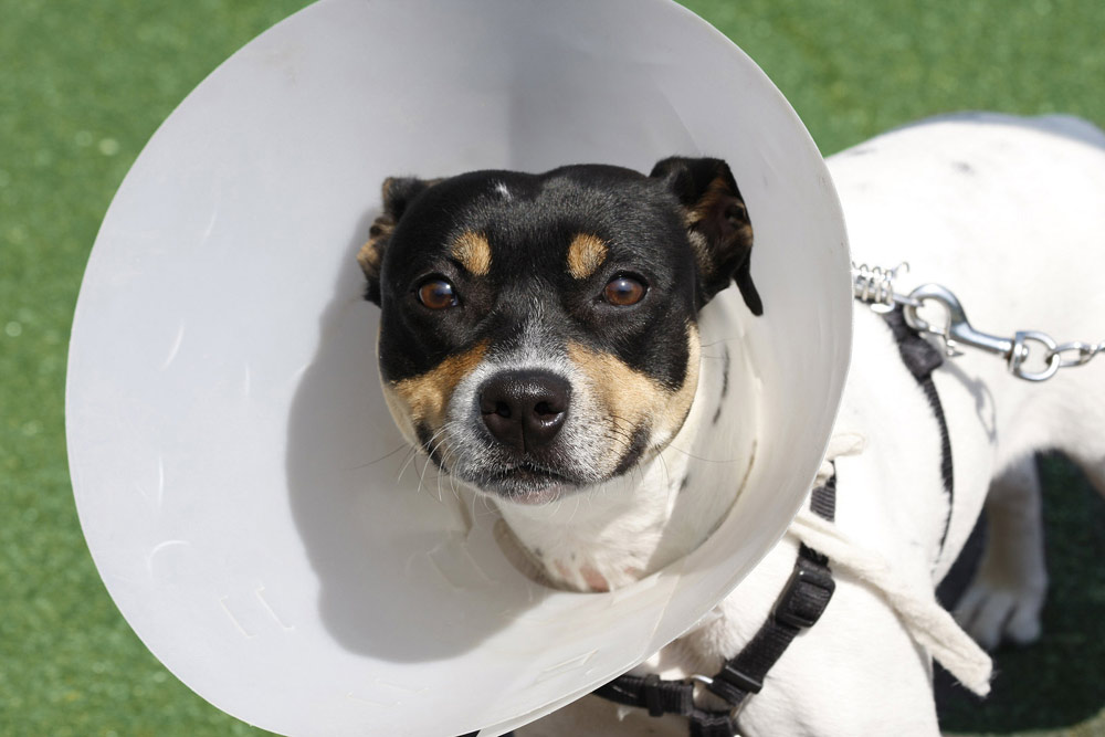 image of a dog with a spay 
