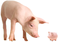 image of pig standing
