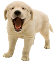 image of puppy with his mouth open
