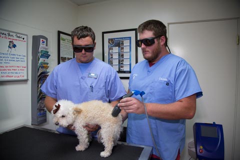  two man examining a dog